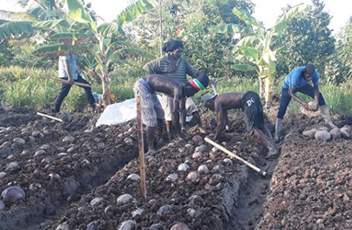 farmers_2 farmers_2